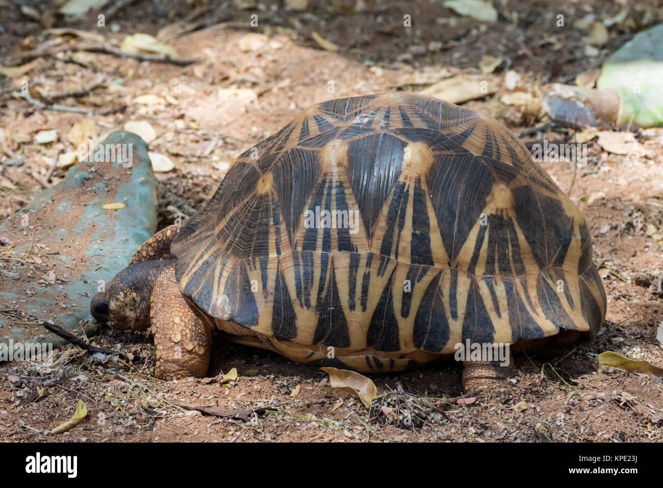 Abgestrahlte Schildkröte (Astrochelys radiata) ist eine stark gefährdete Arten. Berenty Private Reserve. Madagaskar, Afrika. Stockfoto
