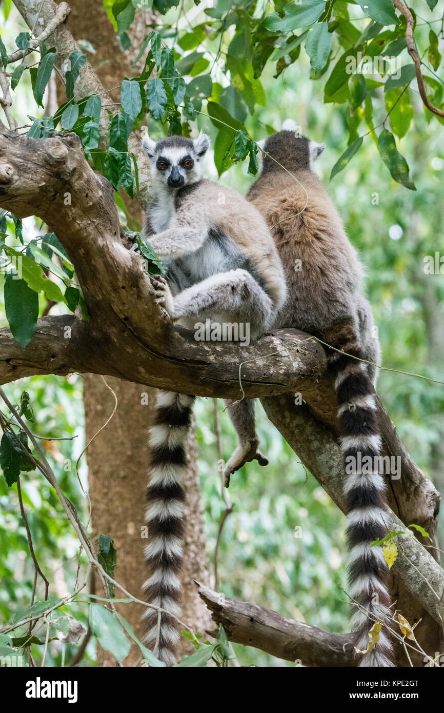 Zwei Kattas (Lemur catta) sitzen auf einem Ast. Berenty Private Reserve. Madagaskar, Afrika. Stockfoto
