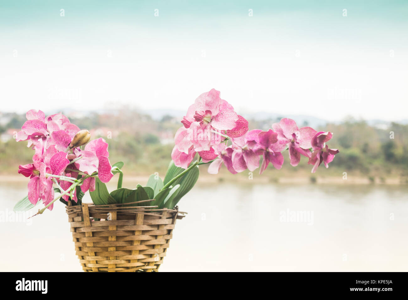 Rosa Orchidee blühen neben dem Fluss Landschaft Stockfoto