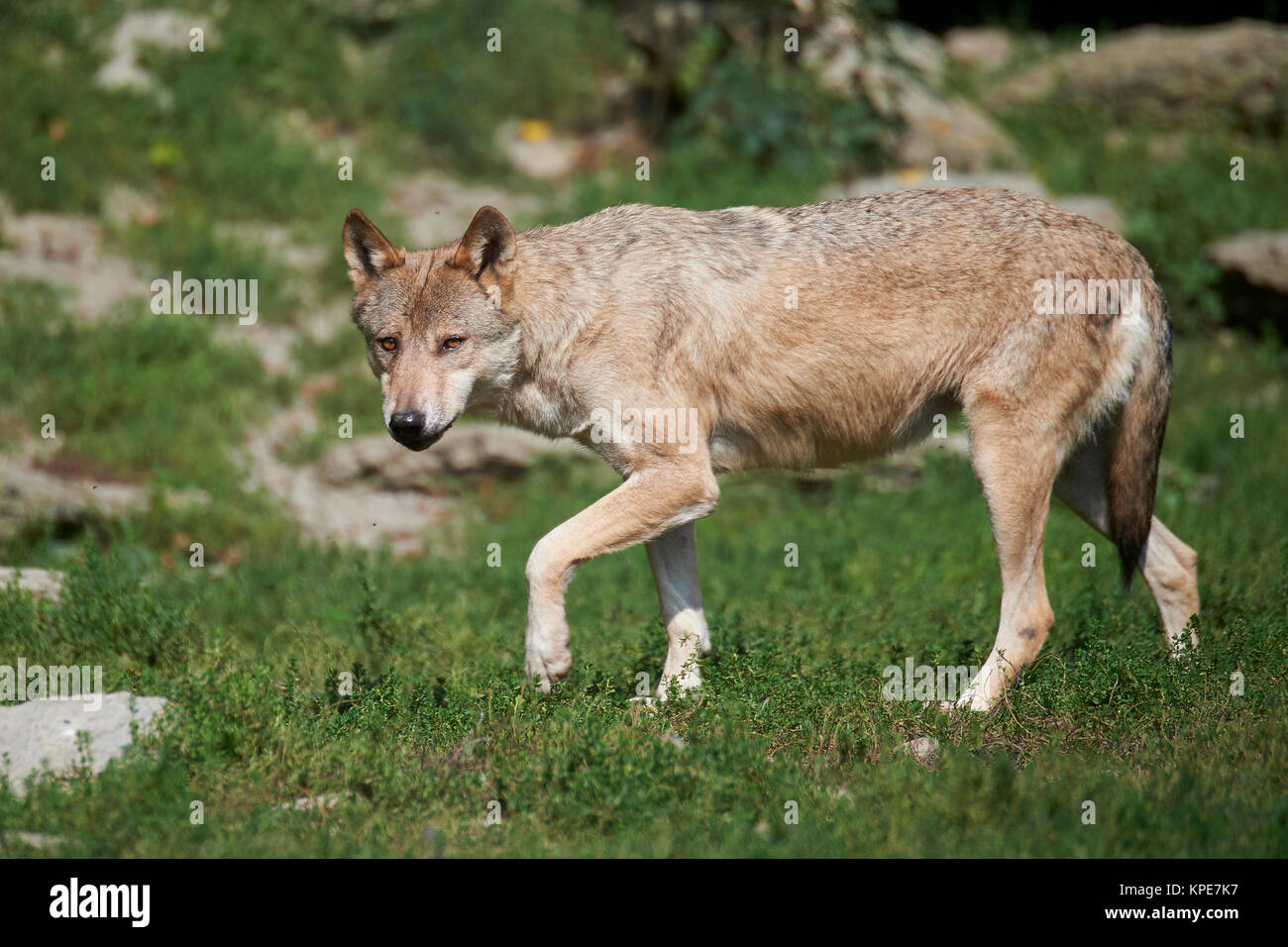 Eine kanadische Timber Wolf im Sommer Stockfoto