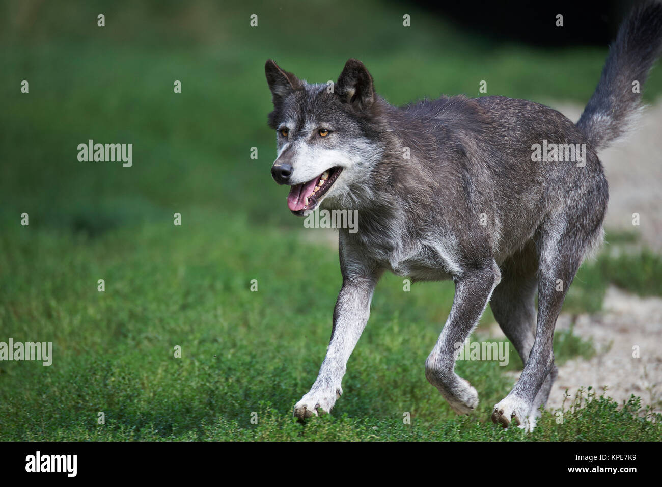 Eine kanadische Timber Wolf im Sommer Stockfoto