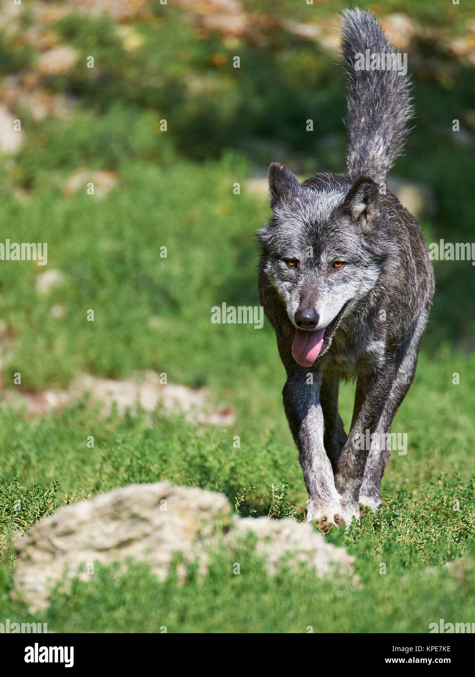 Eine kanadische Timber Wolf im Sommer Stockfoto