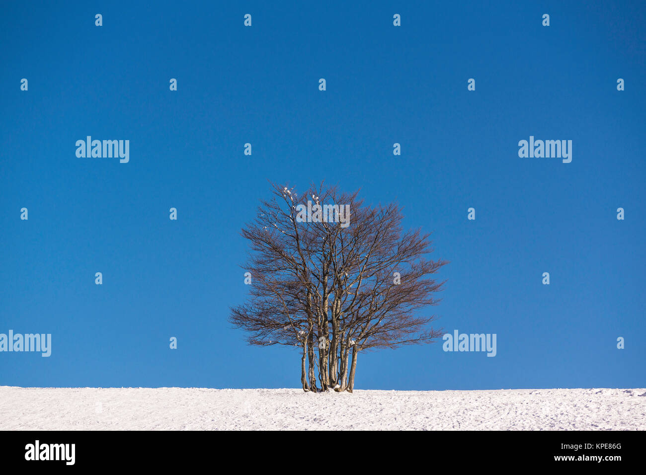 Ein einzelner Baum in einem Schneefeld im Winter bei schönem Wetter. Der blaue Himmel bietet einen großen und festen Platz kopieren. Stockfoto