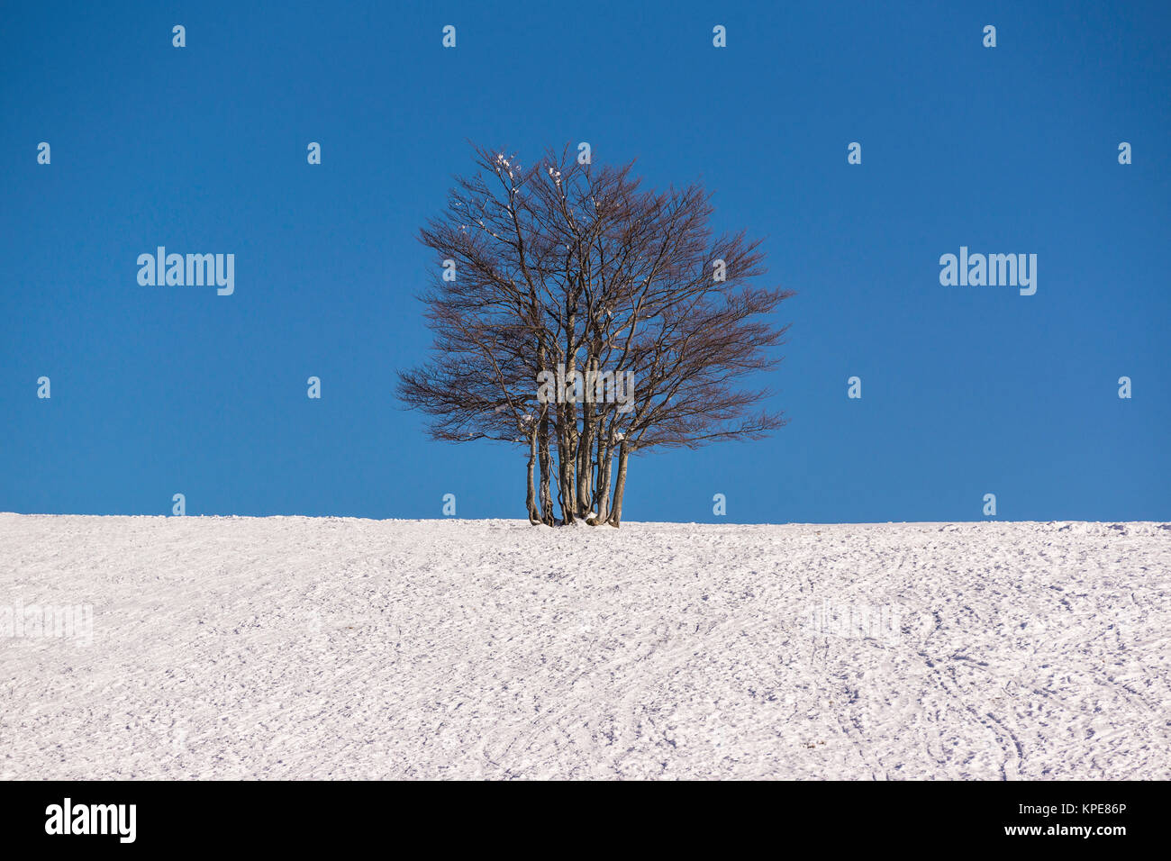 Einzelnen Baum in einem Schneefeld im Winter bei schönem Wetter. Der blaue Himmel bietet einen großen und festen Platz kopieren. Stockfoto