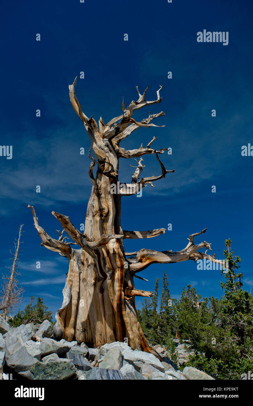 Bristlecone Pine (Pinus longaeva) Baumstumpf in Great Basin National Park, Nevada. Älteste bekannte nicht klonalen Organismus auf der Erde Stockfoto