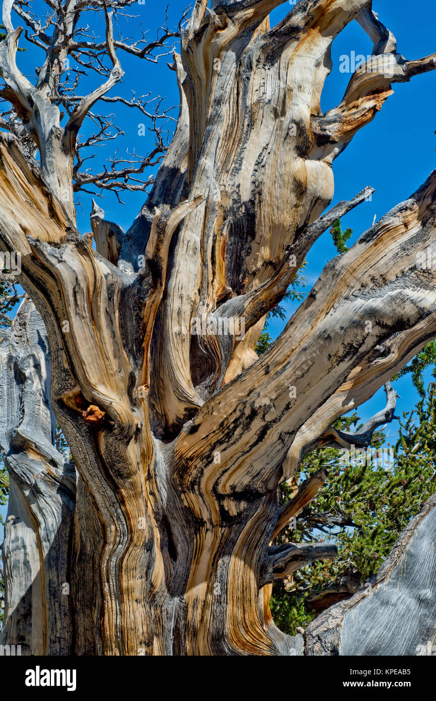 Bristlecone Pine (Pinus longaeva) im Great Basin National Park, Nevada. Älteste bekannte nicht klonalen Organismus auf der Erde. Stockfoto
