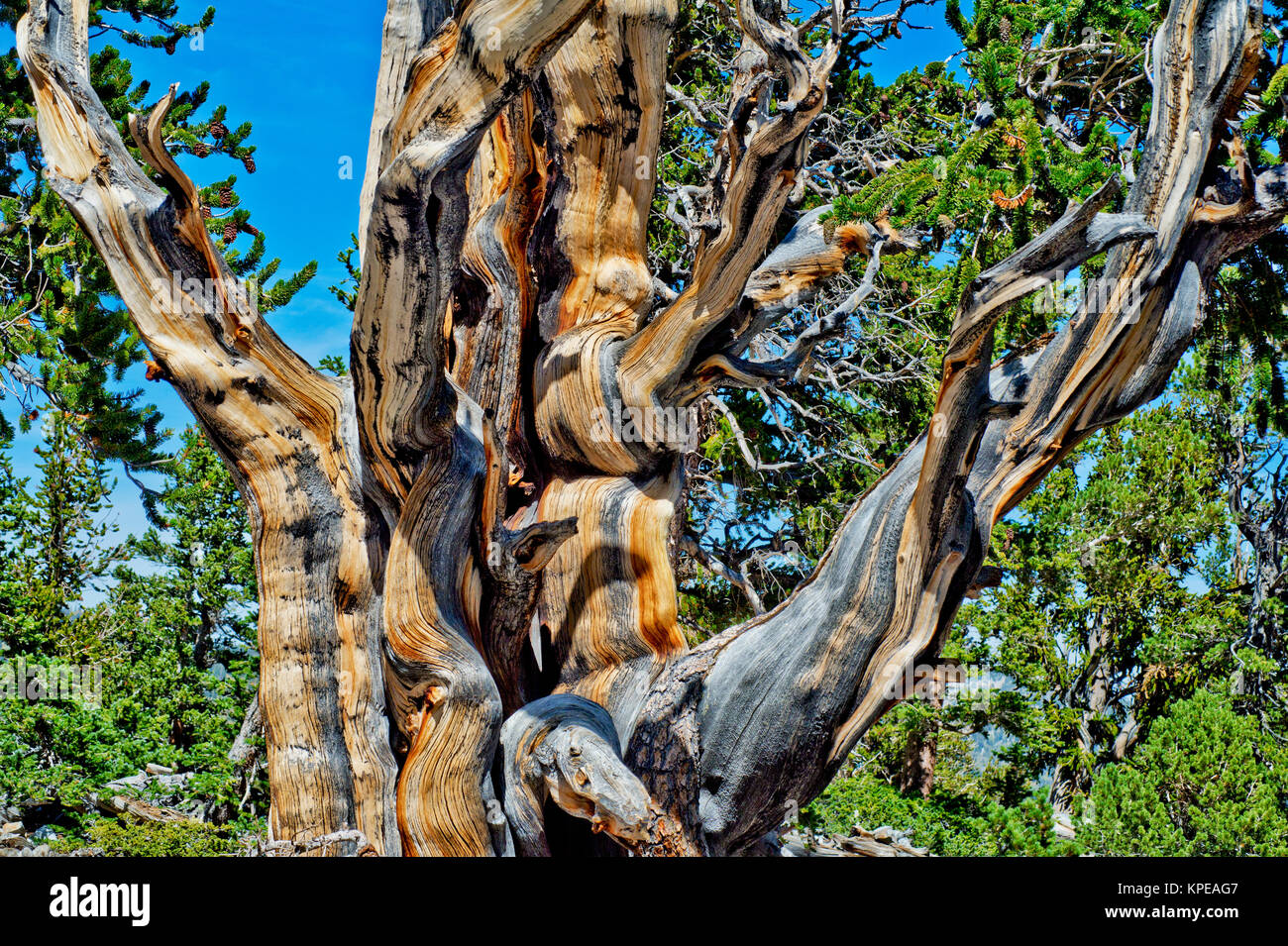Bristlecone Pine (Pinus longaeva) im Great Basin National Park, Nevada. Älteste bekannte nicht klonalen Organismus auf der Erde Stockfoto