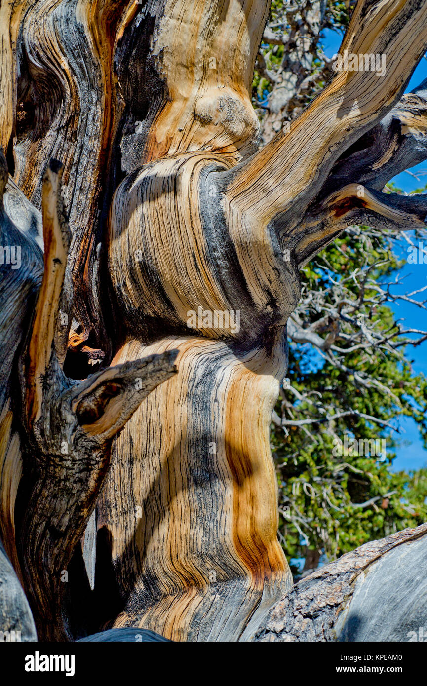 Bristlecone Pine (Pinus longaeva) im Great Basin National Park, Nevada. Älteste bekannte nicht klonalen Organismus auf der Erde. Stockfoto