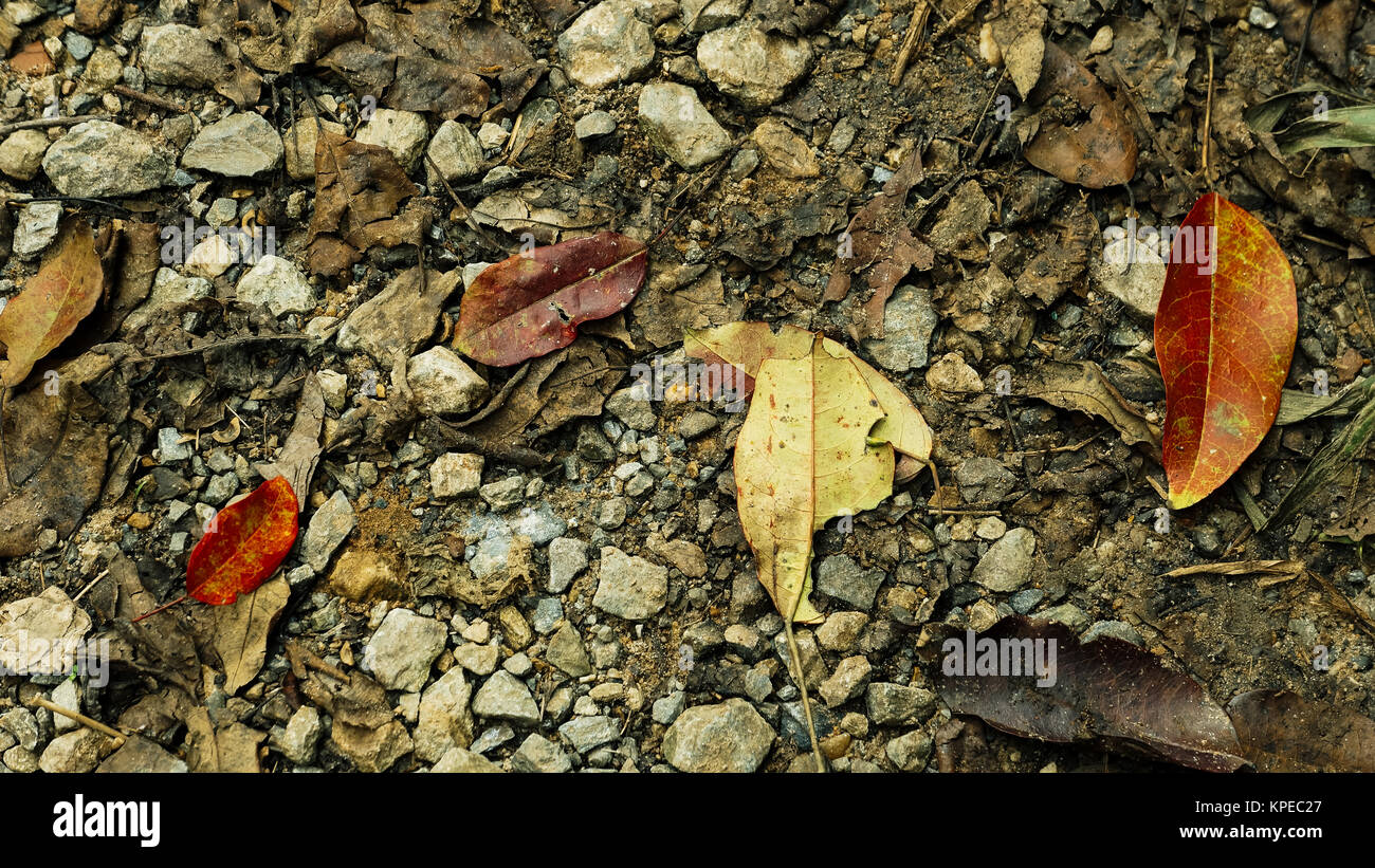 Closeup dreckiges Steinboden mit getrockneten Blätter Textur Hintergrund Stockfoto