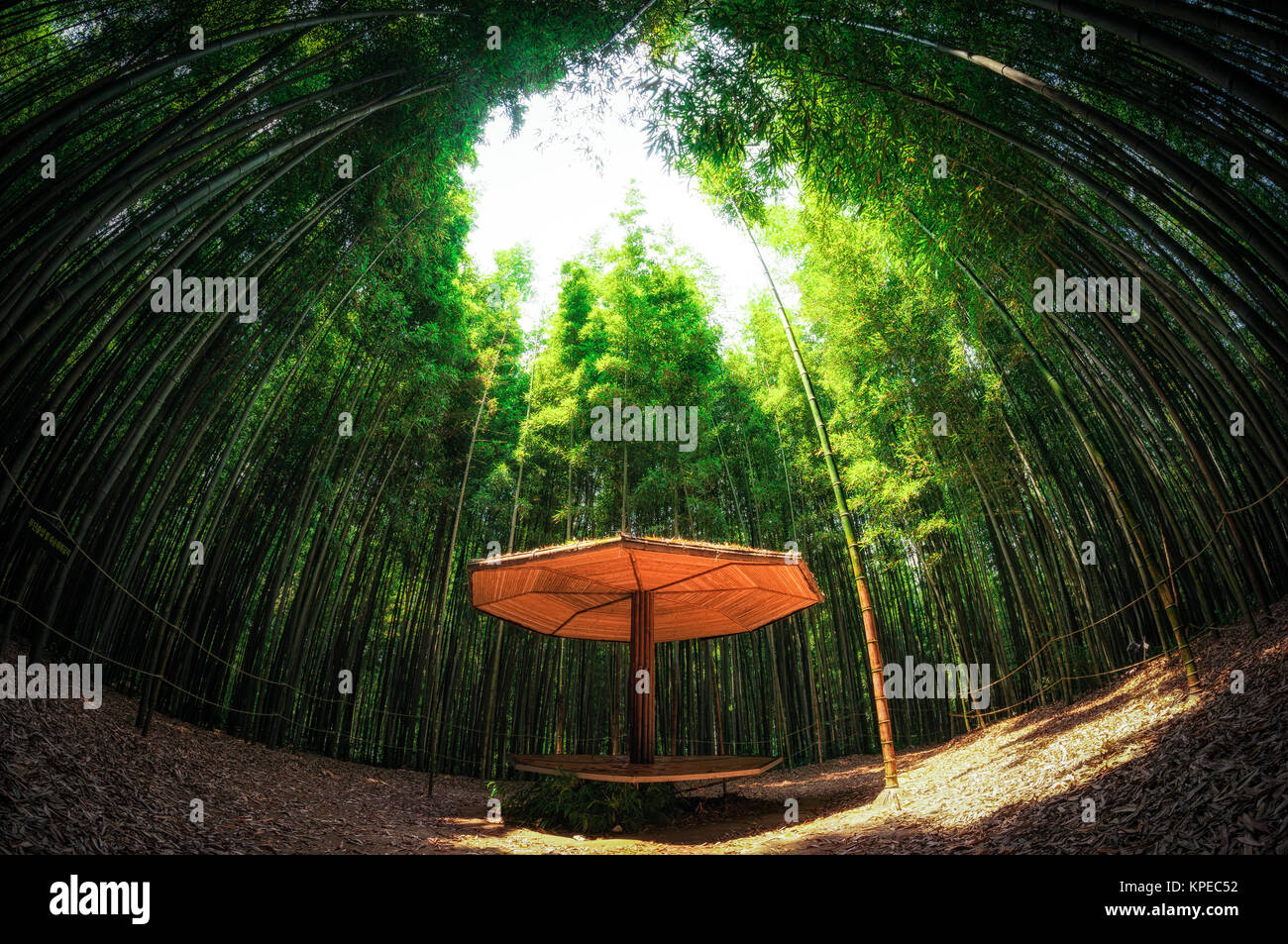 Bank unter Bambushain Stockfoto