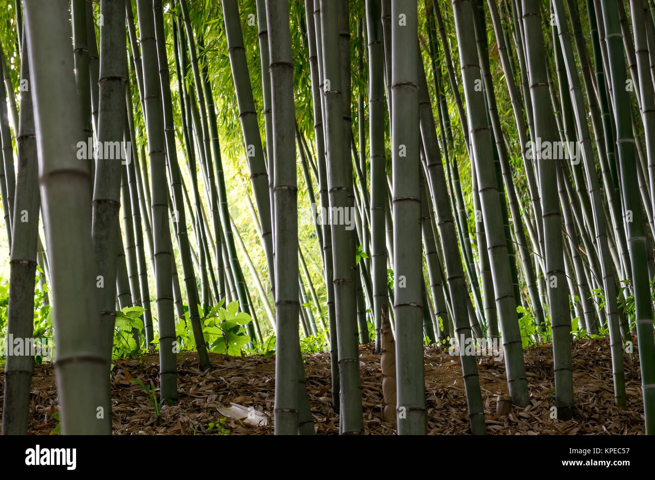 Bambus-Wald Stockfoto
