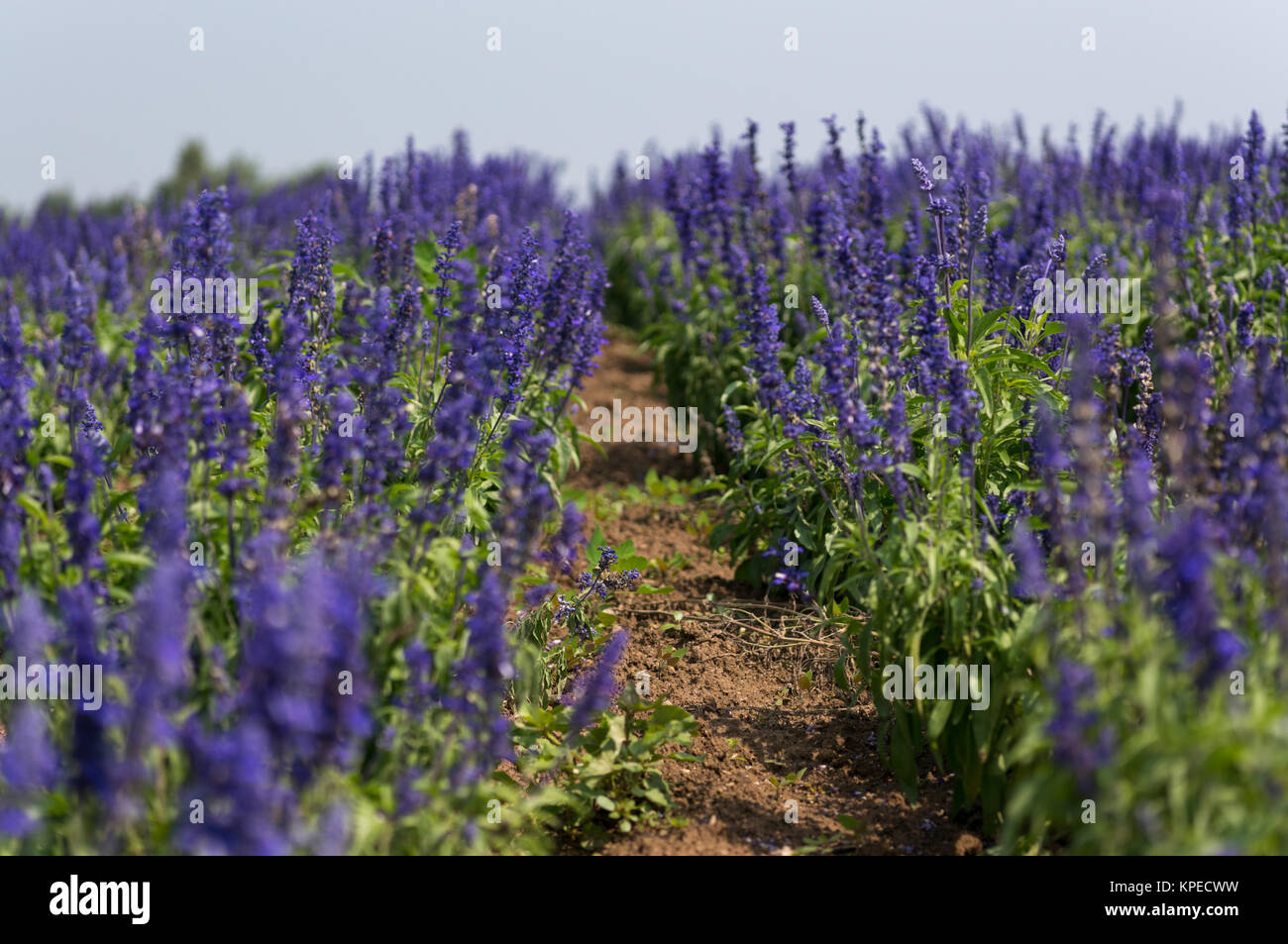 Blumenfeld Stockfoto