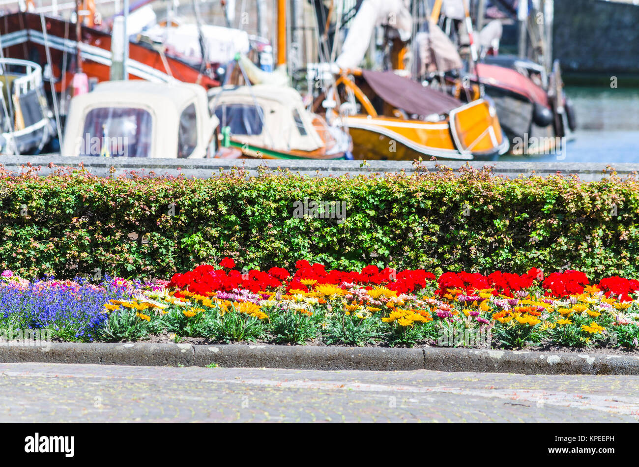 Bunte Blume im Hintergrund einen Hafen. Stockfoto