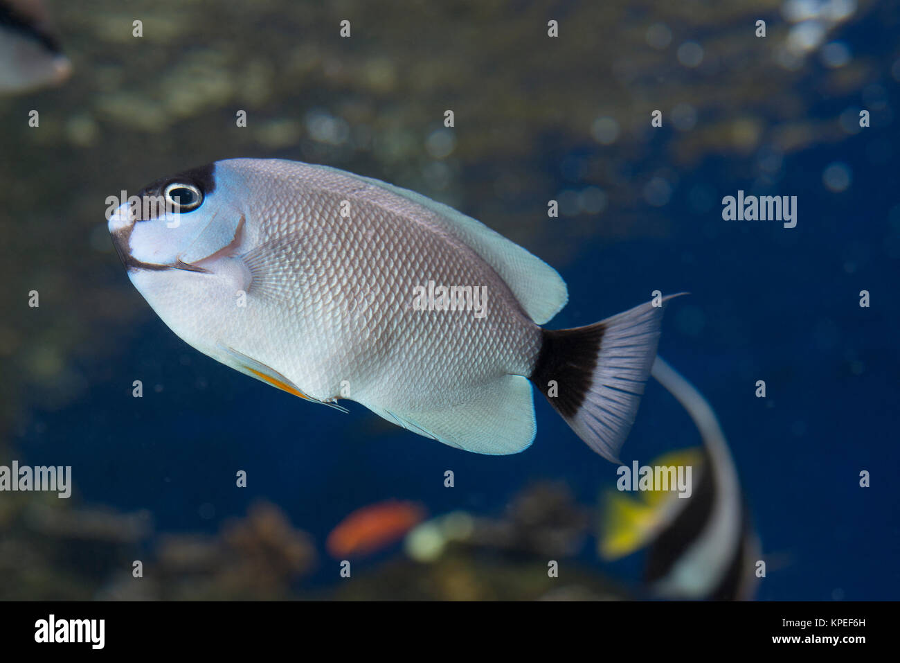 Maskierte angelfish, Genicanthus personatus, weiblich (Captive), die endemisch auf Hawaii, und nur selten draußen im Nordwesten von Hawaii Inseln gesehen, Waikiki Aquarium Stockfoto