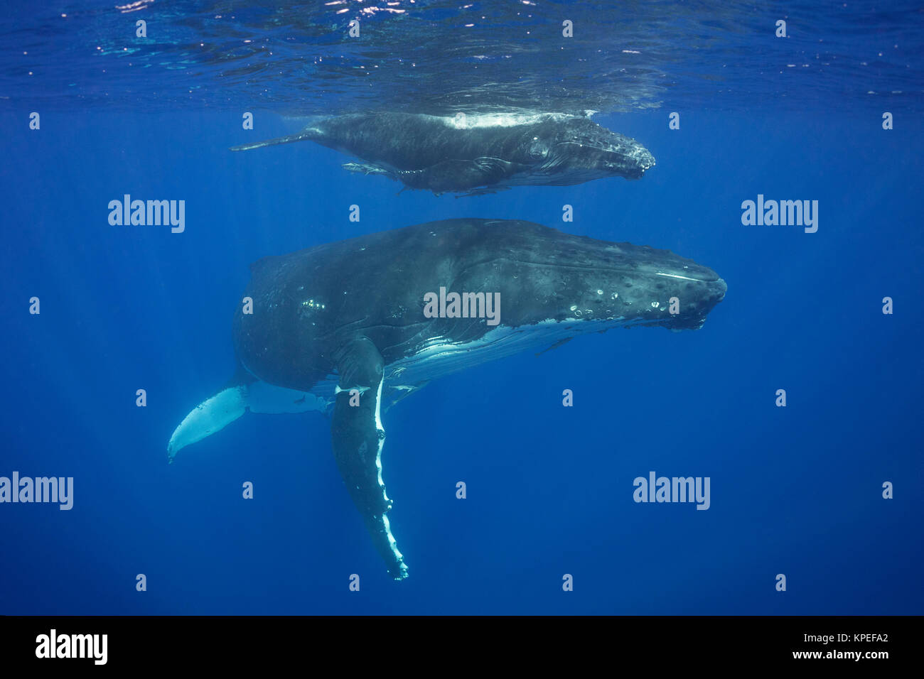 Buckelwal, Kalb Megaptera novaeangliae, und, Vava'u, Königreich Tonga, South Pacific; beide Mutter und Baby haben schiffshaltern oder shark Sauger Stockfoto