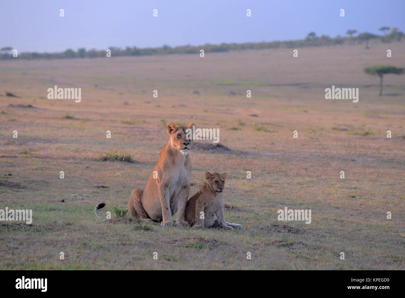 Löwin mit Cub auf Masai Mara Plains in der Morgendämmerung Stockfoto