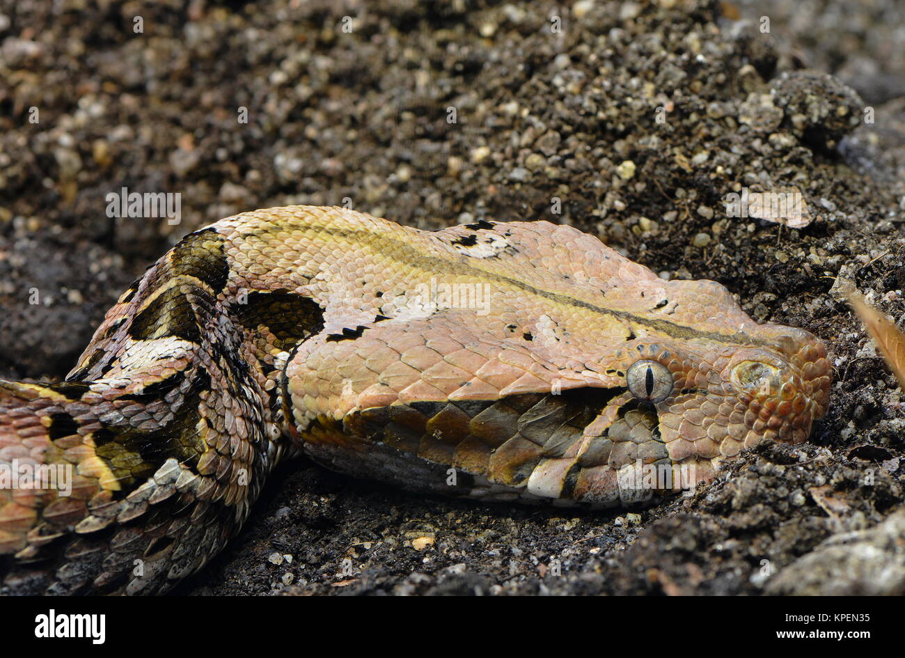 Gabonviper Stockfoto