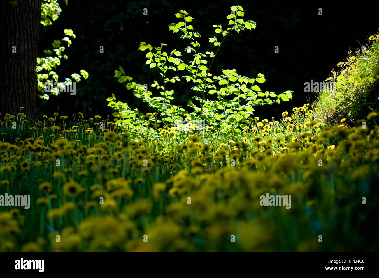 Pusteblumen im Frühjahr, Formen Unfd Farben im Gegenlicht, Muster und Schatten mit dem Blatt, Gegenlichtreflexe Stockfoto