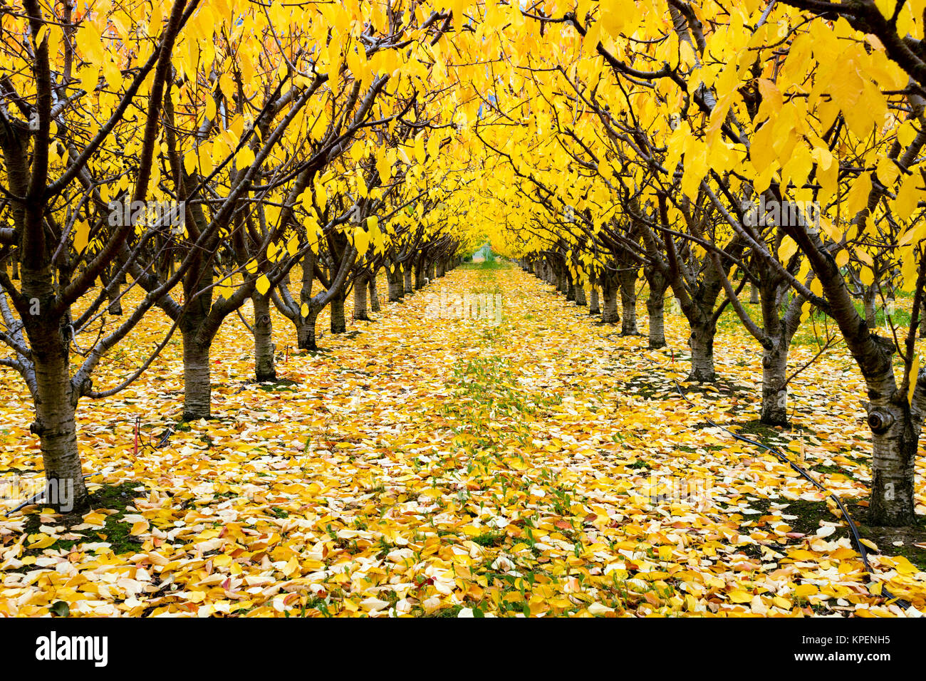 Organische Cherry Orchard mit Herbstfarben im Herbst Saison im Okanagan Valley, British Columbia, Kanada. Stockfoto