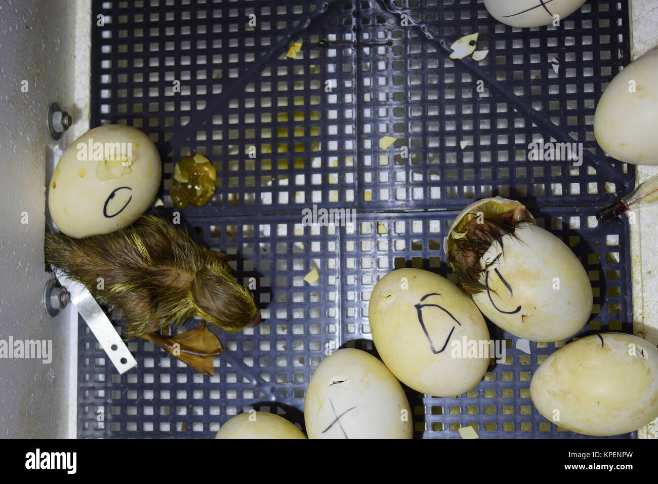 Moschus Ente Entenküken aus Eiern ausgebrütet Stockfoto