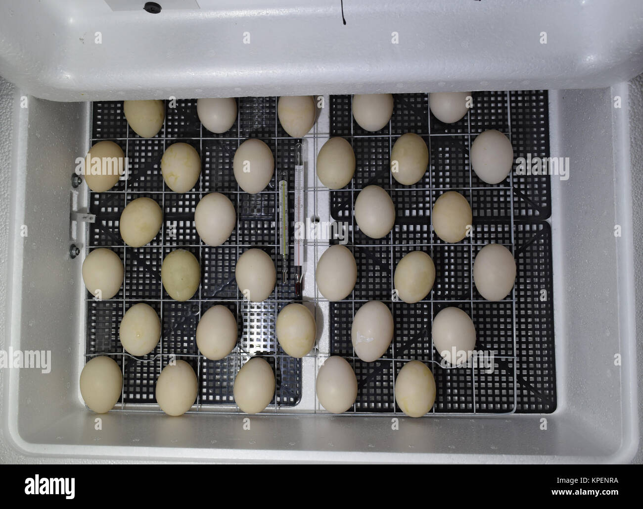 Die Eier einer Moschus Ente in einem Inkubator liegen. Stockfoto