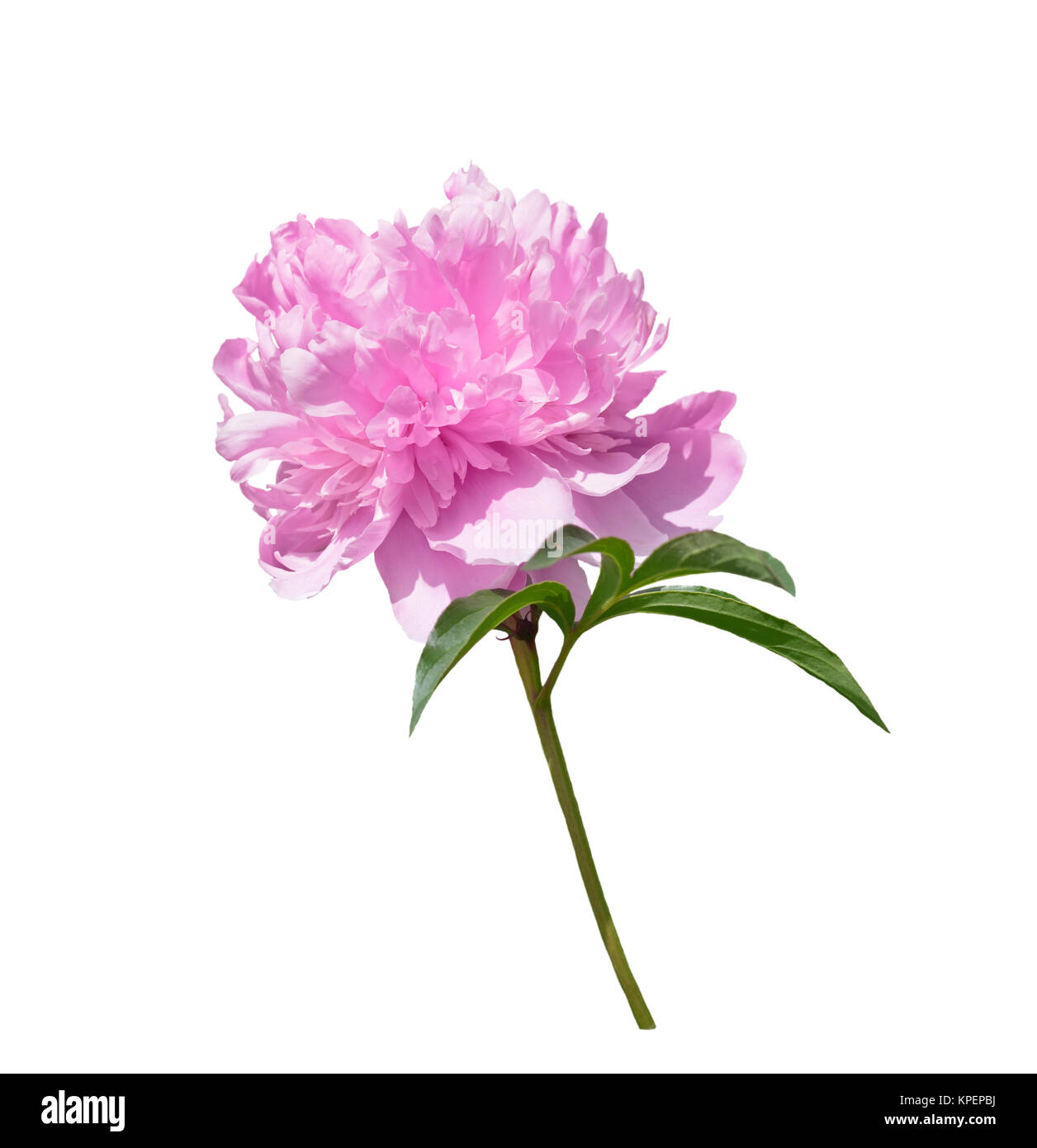 Rosa Pfingstrose Blume, Isolated on White Background Stockfoto
