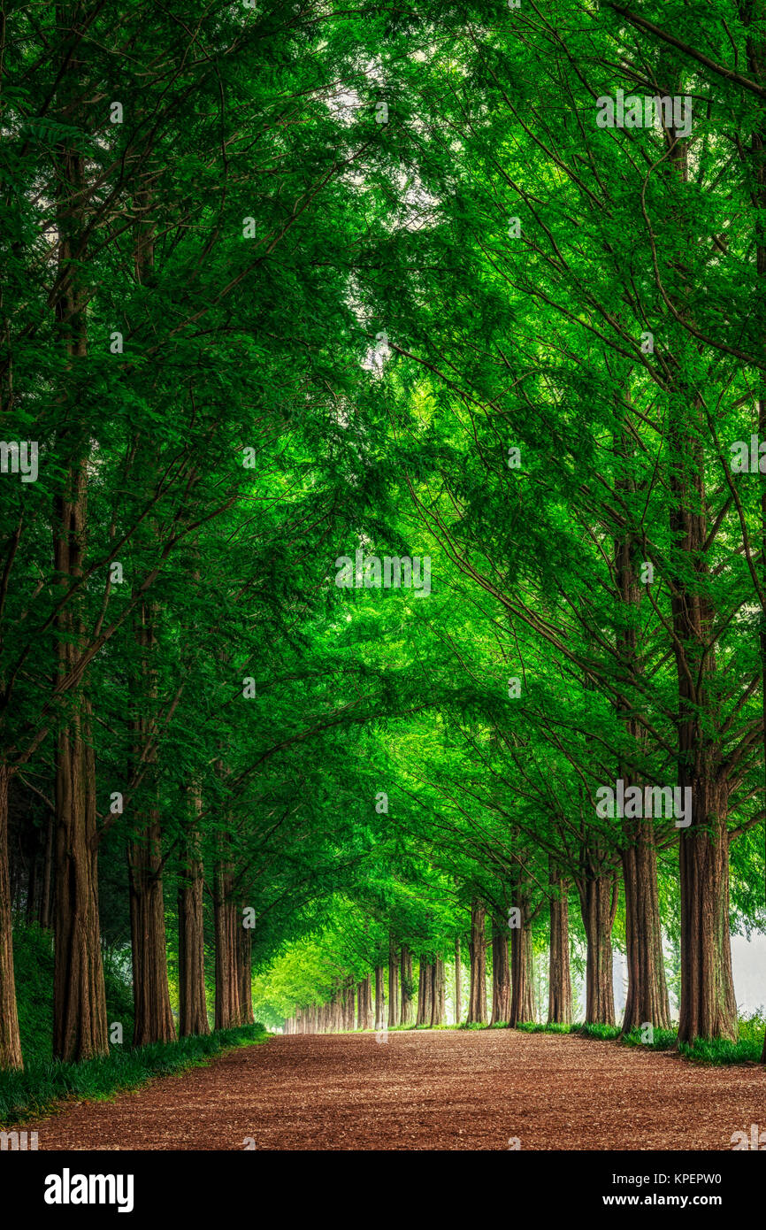 Metasequoia Straße Stockfoto