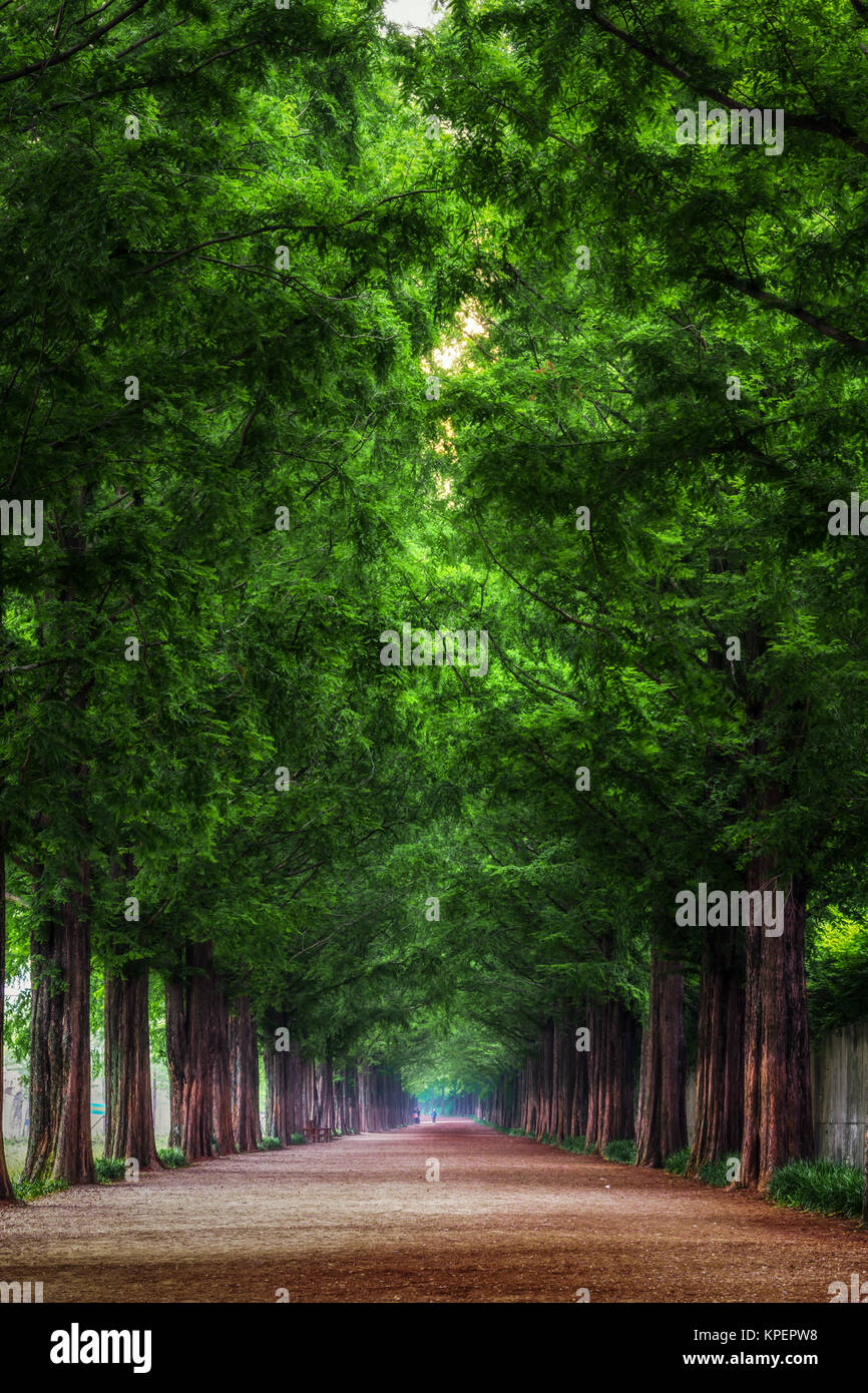 Metasequoia Straße vertikal Stockfoto