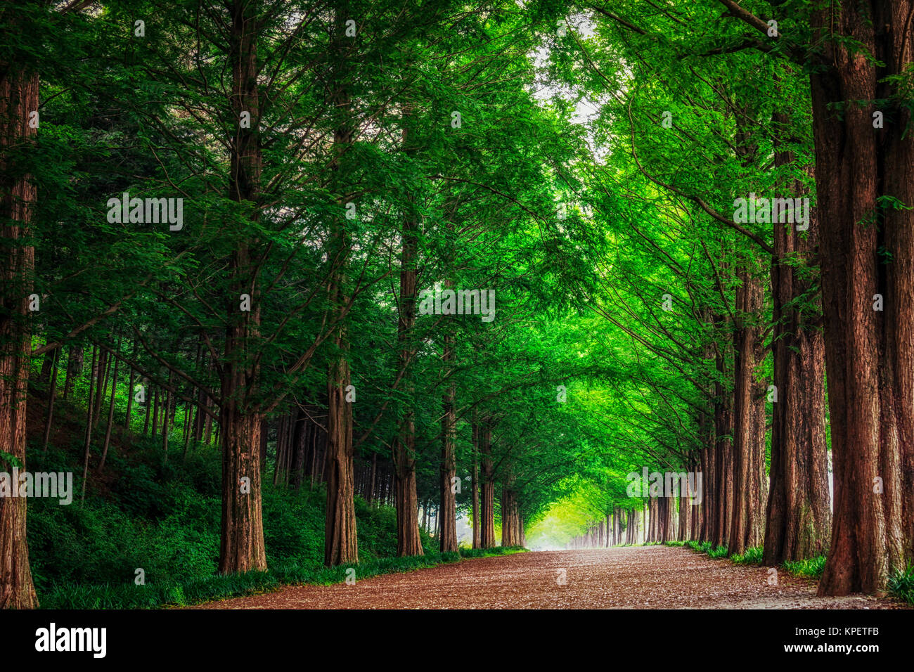 Metasequoia Straße Stockfoto