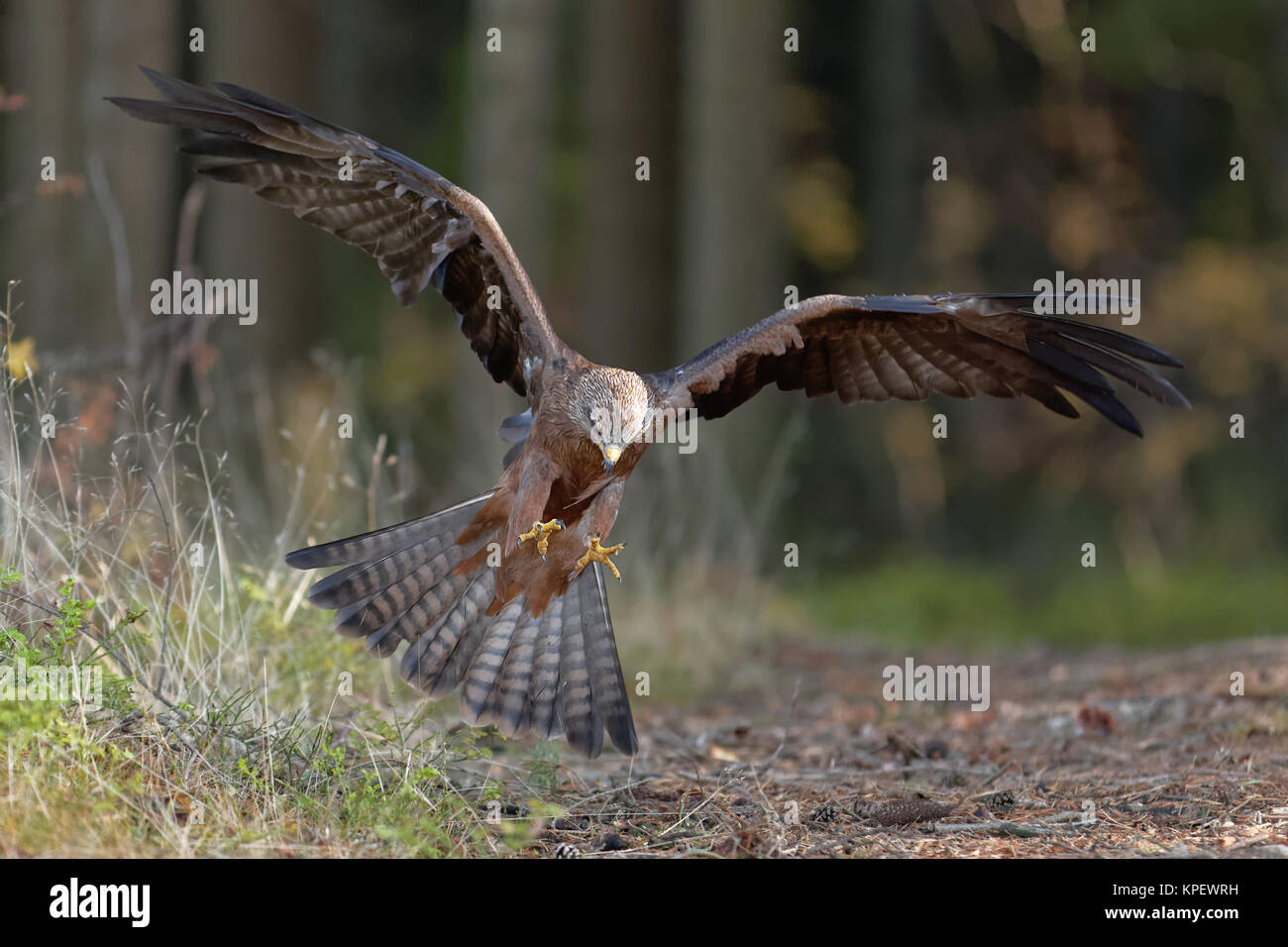 Schwarzmilan auf beuteflug Stockfoto