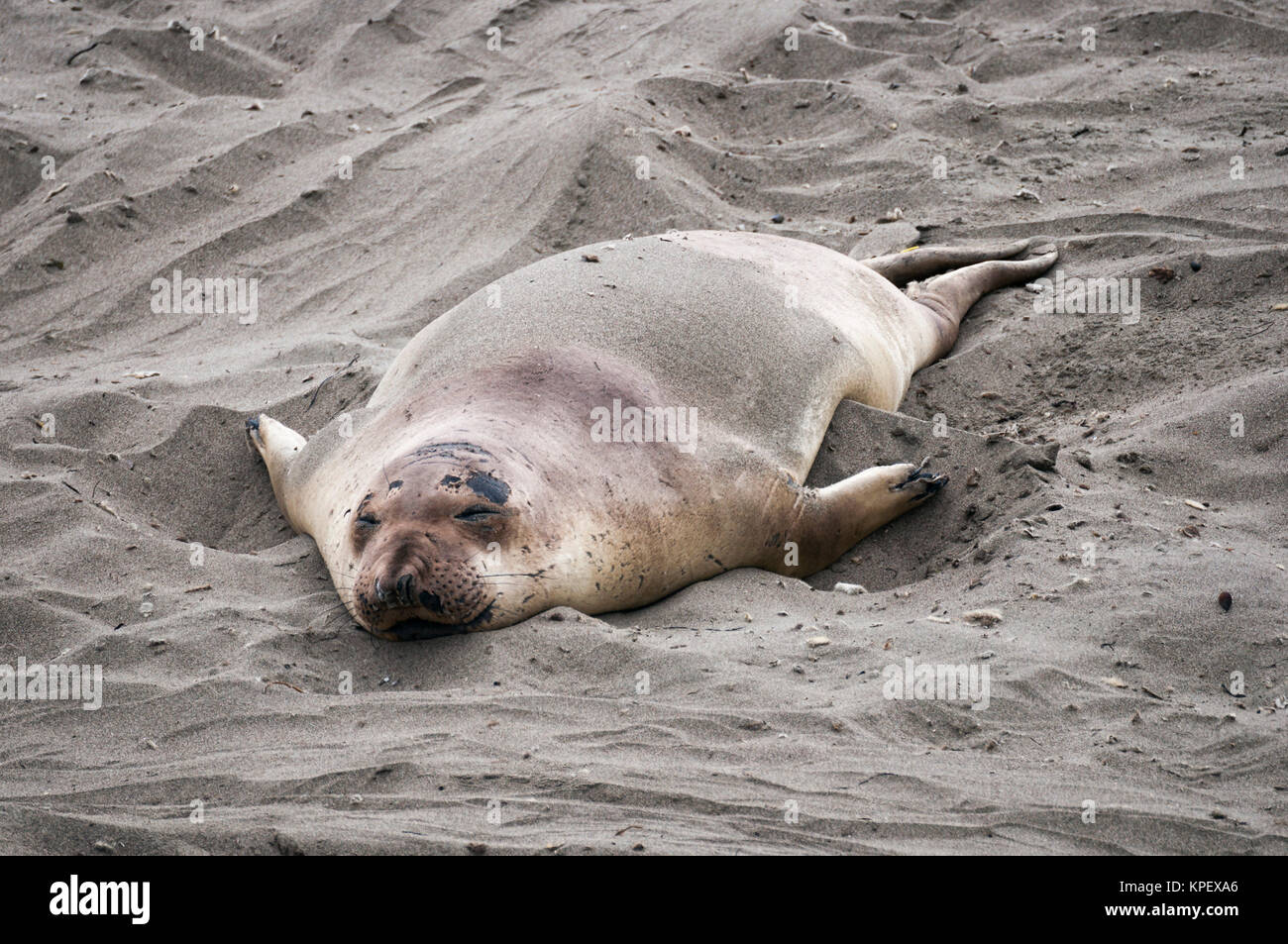 Sea Lion Beach Stockfoto