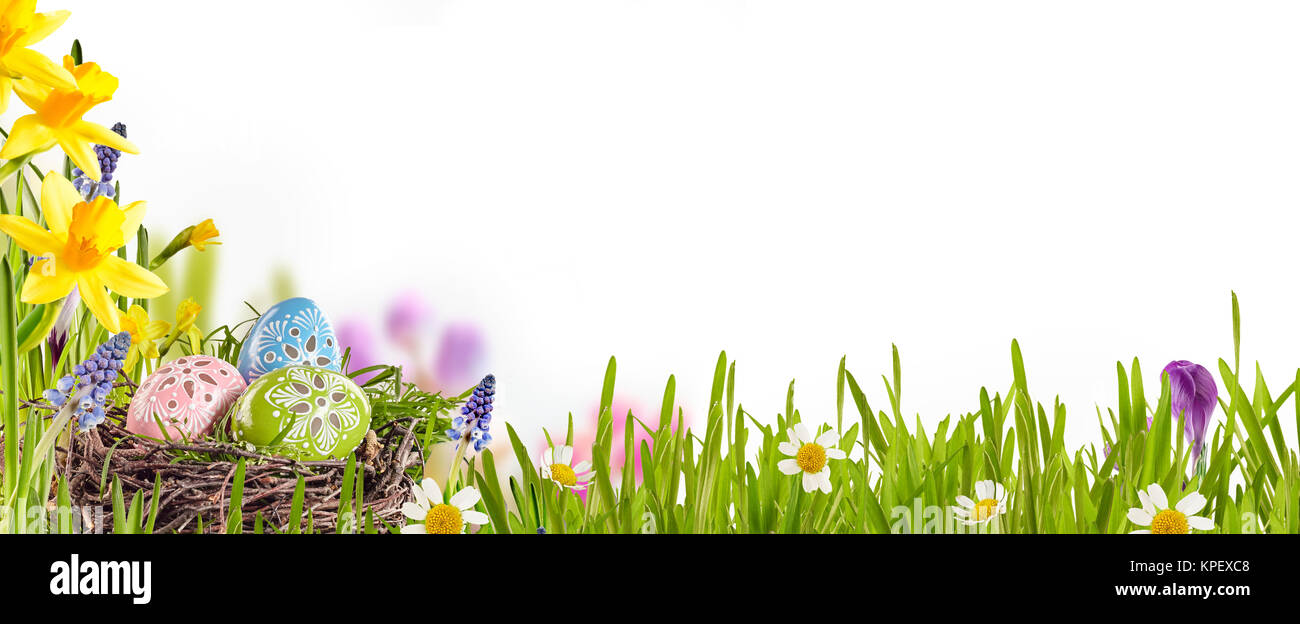 Verzierten Ostereier in einem Vögel Nest zwischen frische grüne Gras eingebettet, gelbe Narzissen und Gänseblümchen in einer Frühlingswiese bilden eine Grenze über Weiß mit Kopie Raum Stockfoto