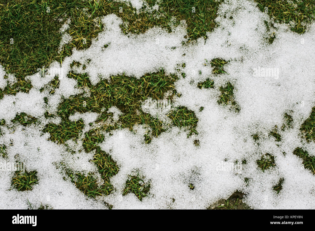 Gras- und Schnee im Frühjahr Stockfoto