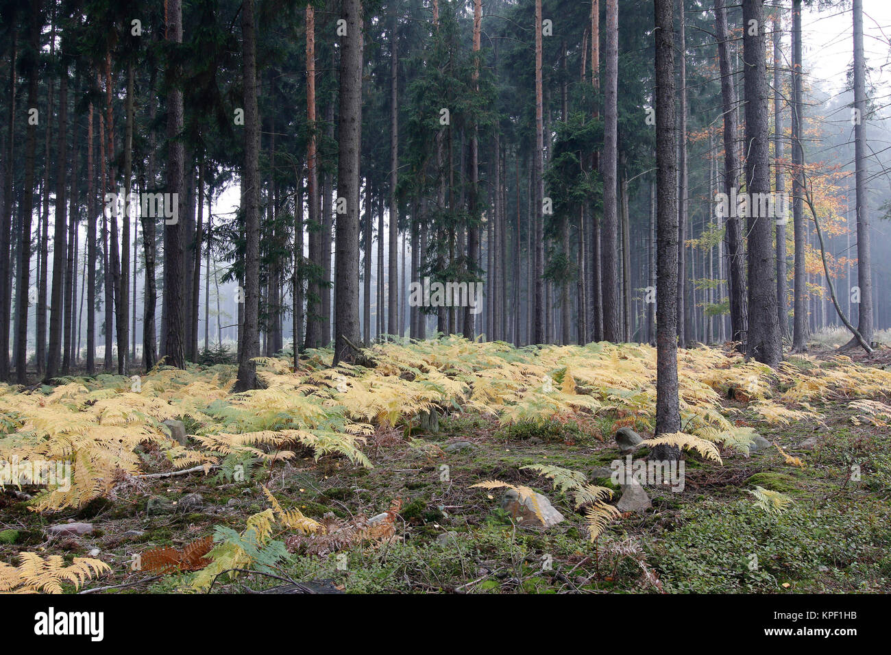 Morgen Nebel im Wald mit Farnen Stockfoto