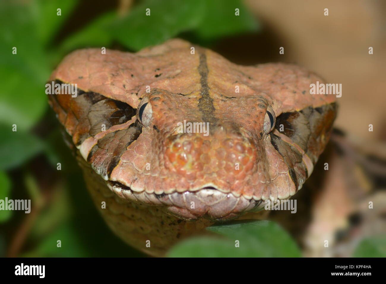 Gabonviper Stockfoto