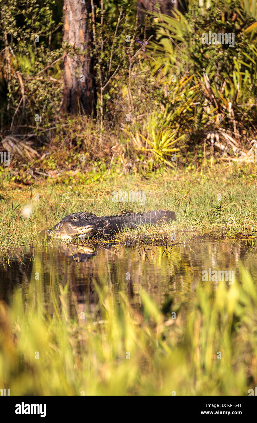 American alligator Alligator mississippiensis sonnen sich auf der Fred C. Babcock und Cecil M. Webb Wildlife Management Area in Punta Gorda, Florida Stockfoto