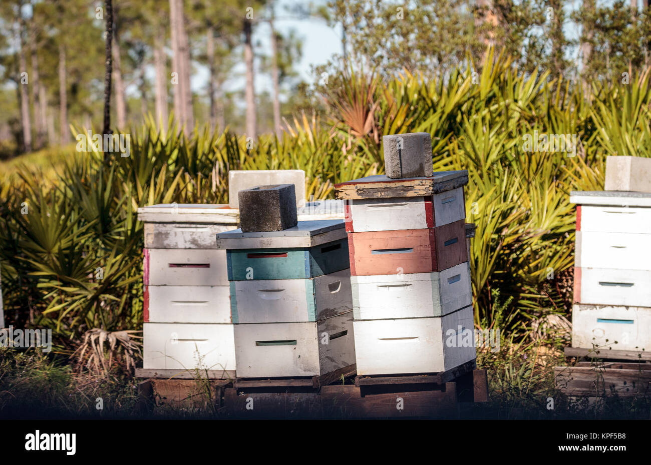 Stapel von langstroth Bienenvölker mit Honigbienen in und aus fliegen die Pollen sammeln Honig zu erstellen. Stockfoto