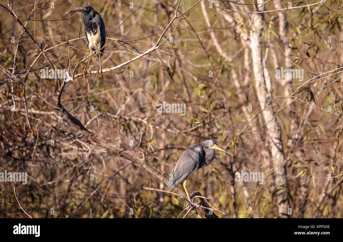 Dreifarbige Heron shorebird Egretta tricolor in einem Sumpf an der Fred C. Babcock und Cecil M. Webb Wildlife Management Area in Punta Gorda, Florida Stockfoto