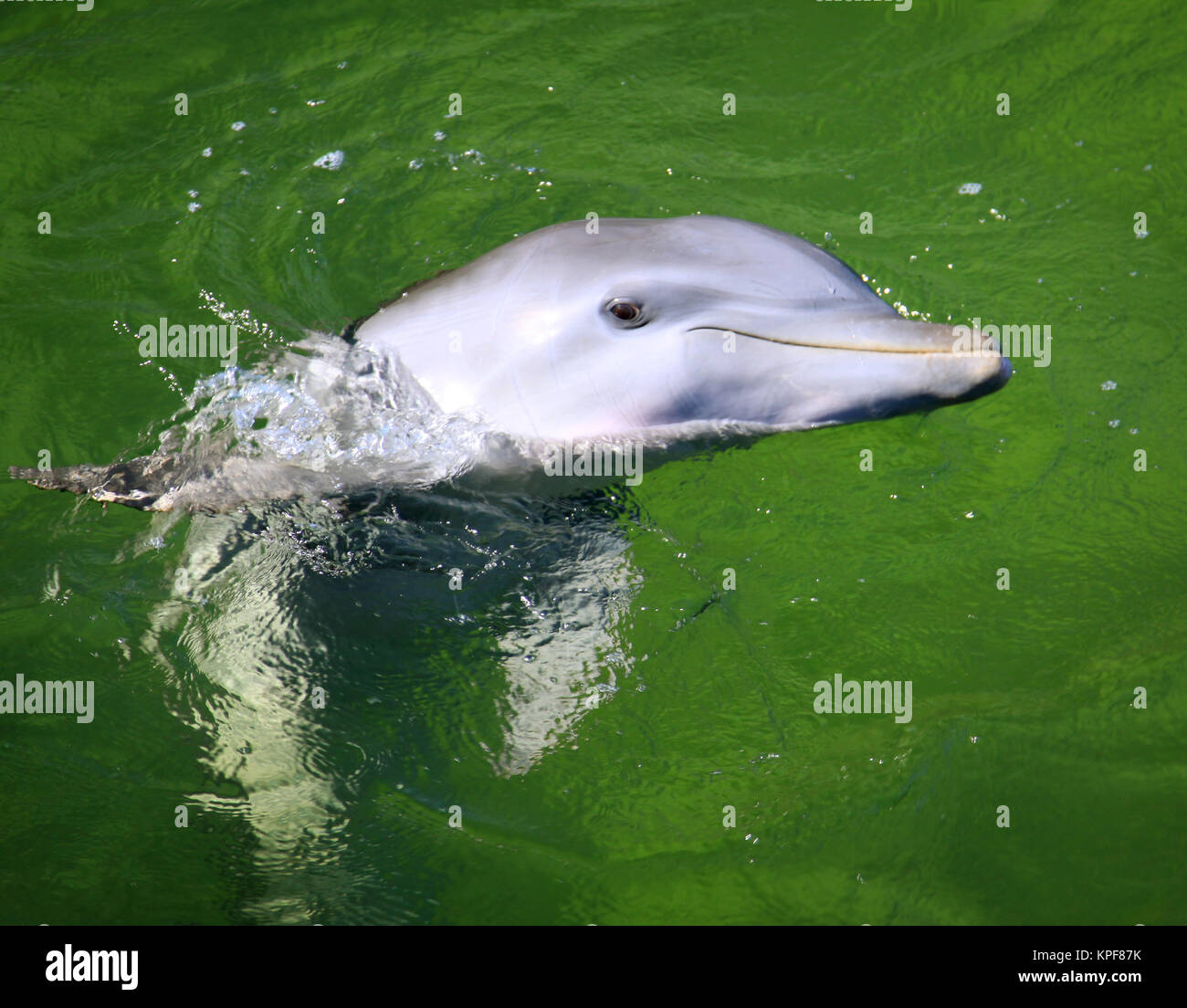 Dolphin Leistung im Ozean Stockfoto