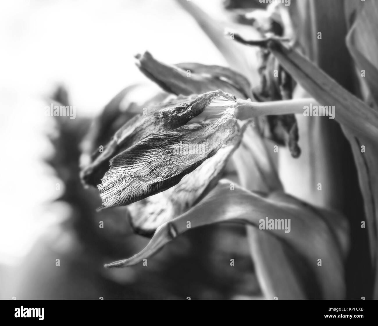 Schönheit trockene Tulip fade wie Symbol der Zeit in Schwarz und Weiß Stockfoto