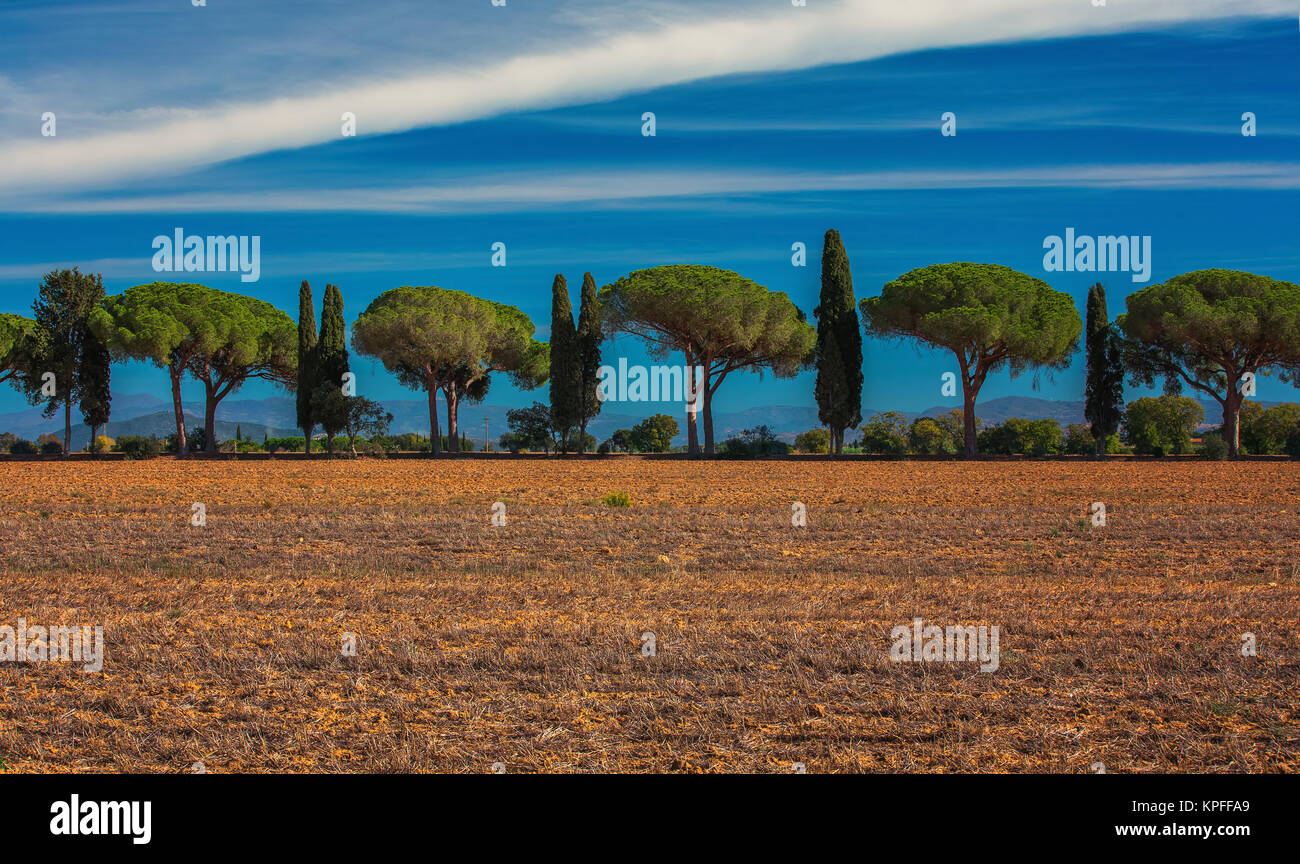 Drei Zypressen in der Toskana, Panoramablick auf die Landschaft im schönen Sonnenaufgang im Herbst. Stockfoto