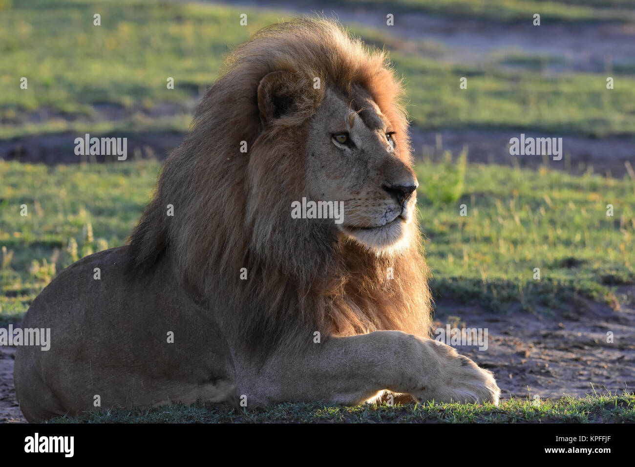 Wildlife Sightseeing in einer der Tierwelt Reiseziele auf earht - Serengeti, Tansania. Stattliche männliche Löwe Stockfoto