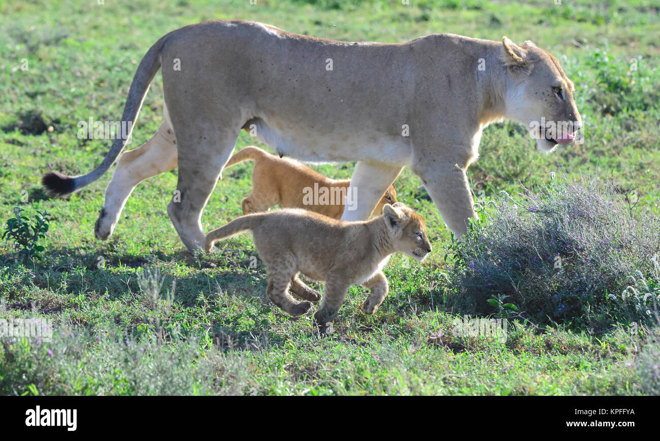 Wildlife Sightseeing in einer der Tierwelt Reiseziele auf earht - Serengeti, Tansania. Löwin zu Jungen. Stockfoto