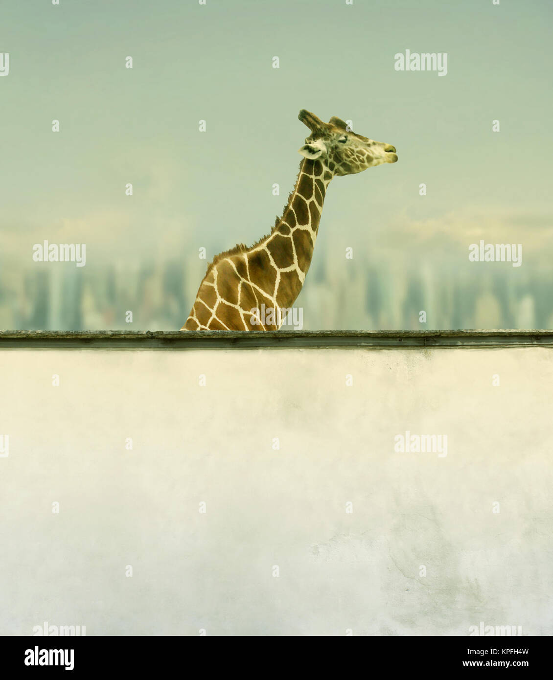 Schöne künstlerische giraffe Profil und einer Wand unter mit einem Sky Skyline und Wolken im Hintergrund Stockfoto