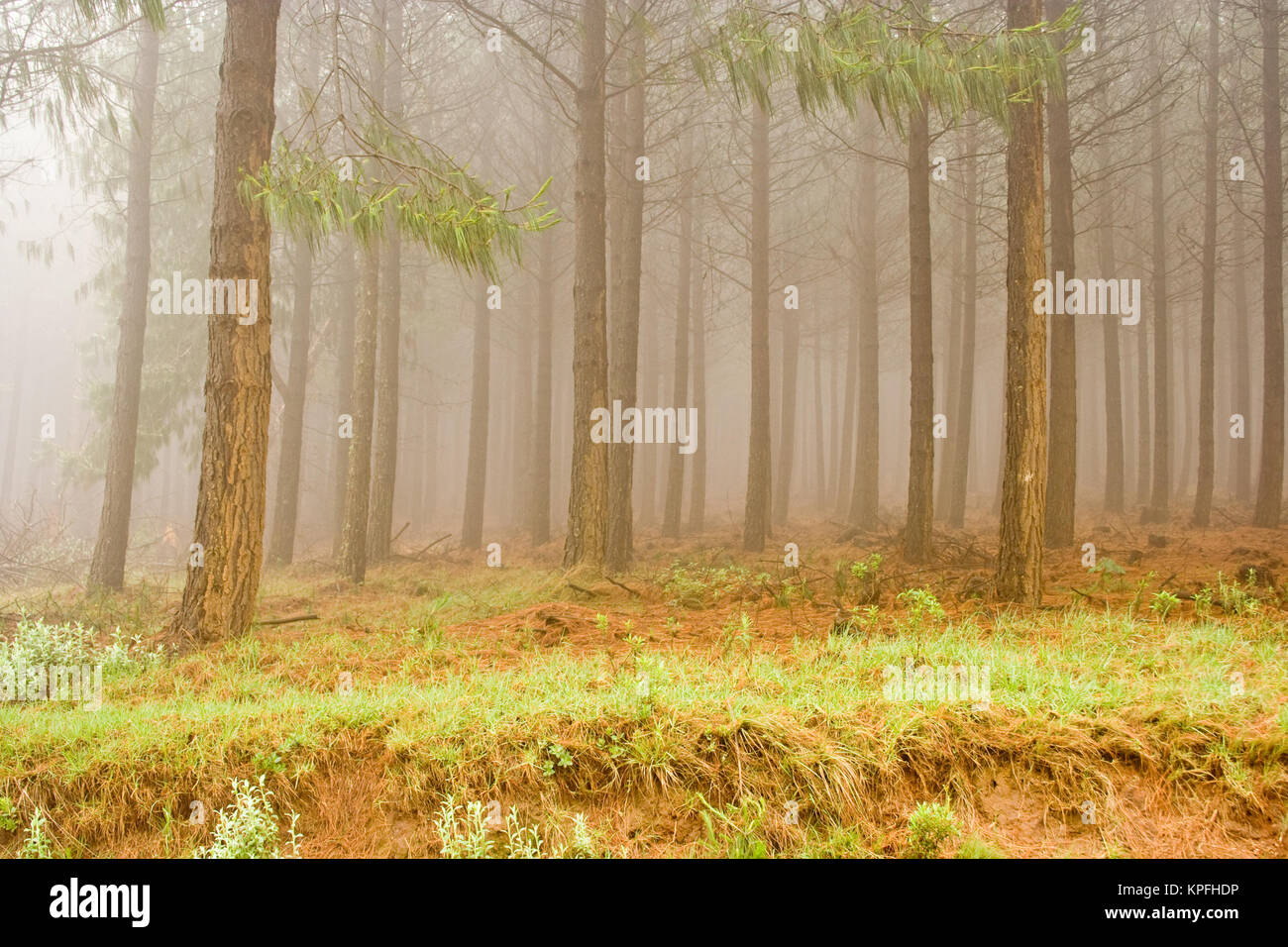 Misty Pinienwald Stockfoto