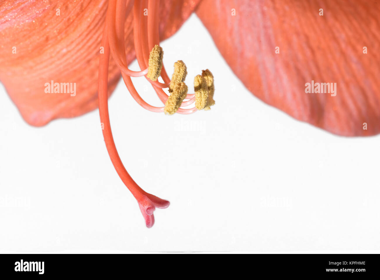 Nahaufnahme der Pollenkörner auf dem staubgefäß einer Amaryllis Stockfoto