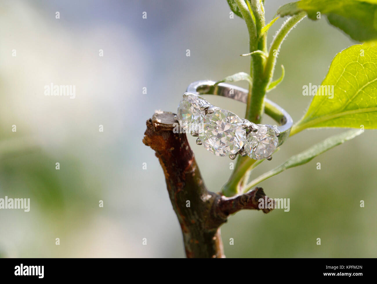 Hochzeit Edelstein Ring geschachtelt innerhalb eines Tree Branch Stockfoto