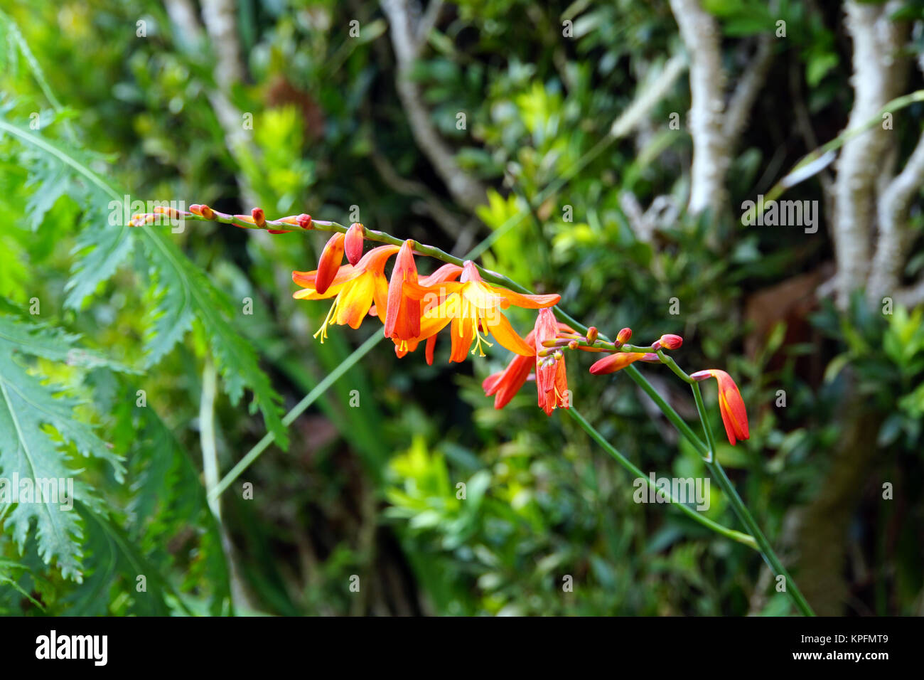 Gold-Montbretie (Crocosmia aurea), Funchal, Madeira, Portugal Stockfoto