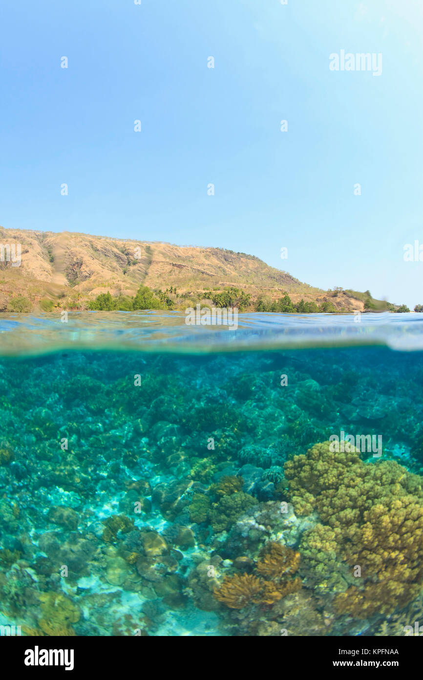 Oben & Unten, unberührten flachen Hard & soft Coral Reef, Kalabahi Bay, Alor Island, Indonesien Stockfoto