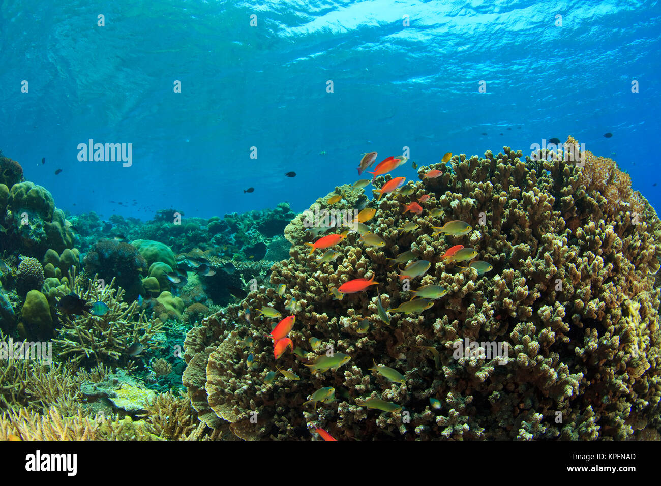 Unberührten flachen Hard & soft Coral Reef, scalefin anthias Fisch, Kalabahi Bay, Alor Island, Indonesien Stockfoto